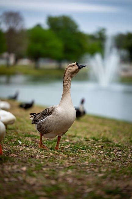 Aflac