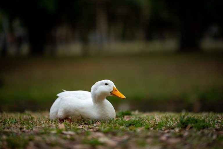 Aflac blames technical difficulties for a 33% drop in U.S. dental sales – BenefitsPRO