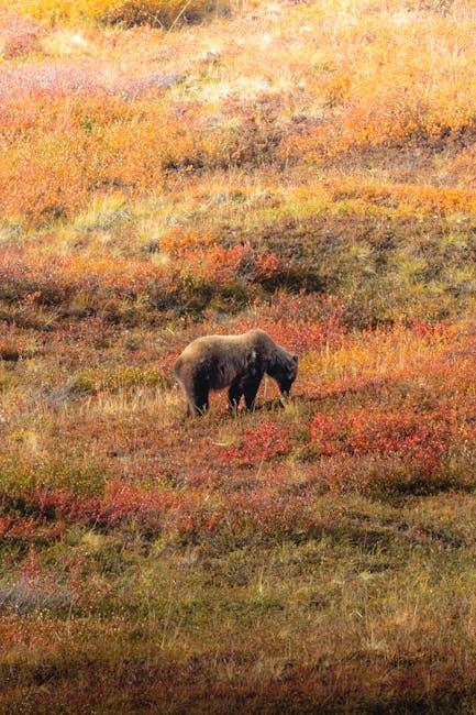 Alaska brown bear