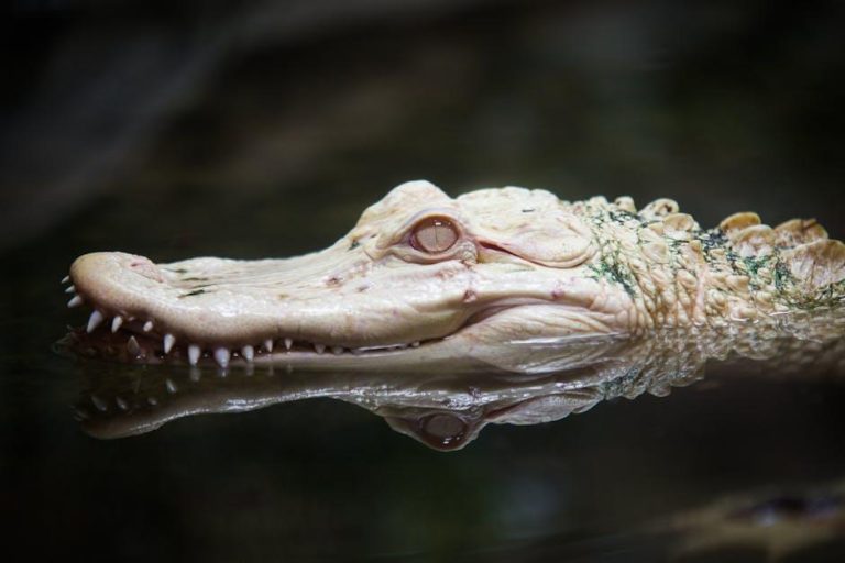 Rare…but be aware! – Nature