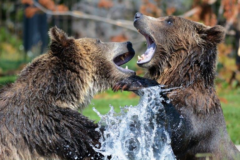 Bears rescued in Armenia ‘recovering’ after dental operations – BBC