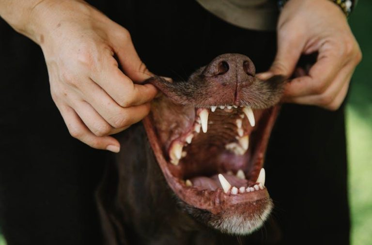 6 Best Companies for Pet Dental Insurance – NerdWallet