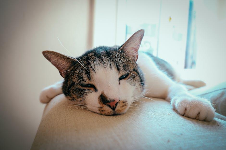 cat ear disease