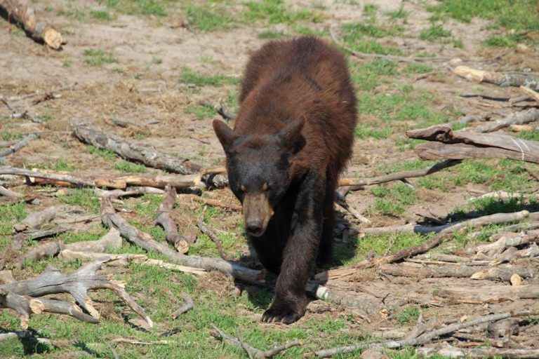 Duluth zoo celebrates crowning achievement in bear dentistry – Duluth News Tribune