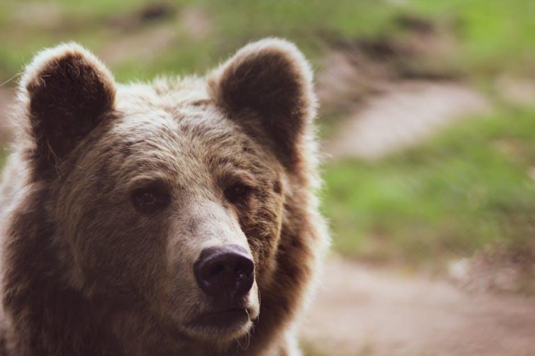 An Alaska brown bear has a new shiny smile after getting a huge metal crown for a canine tooth – MPR News