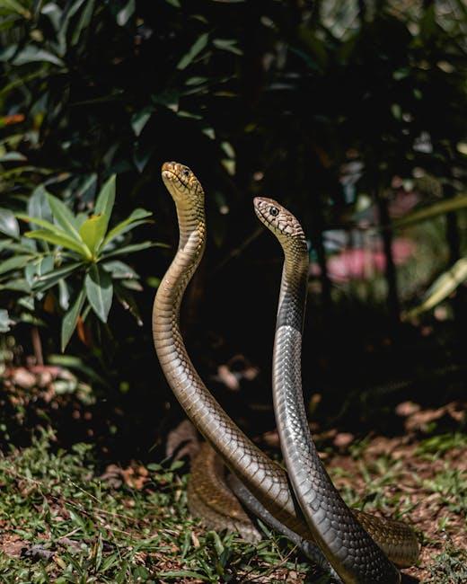 mucosa
