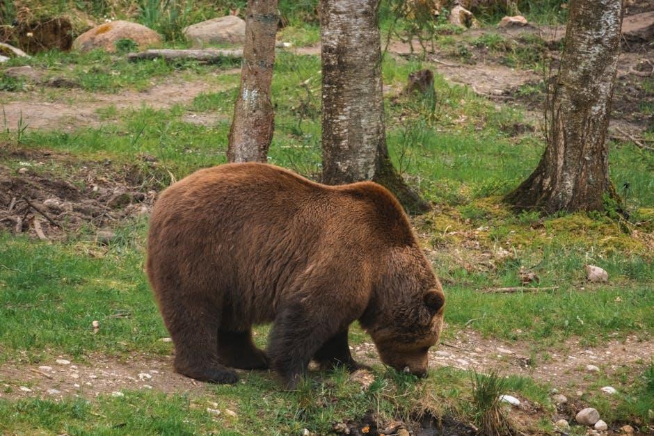 Alaskan Brown Bear