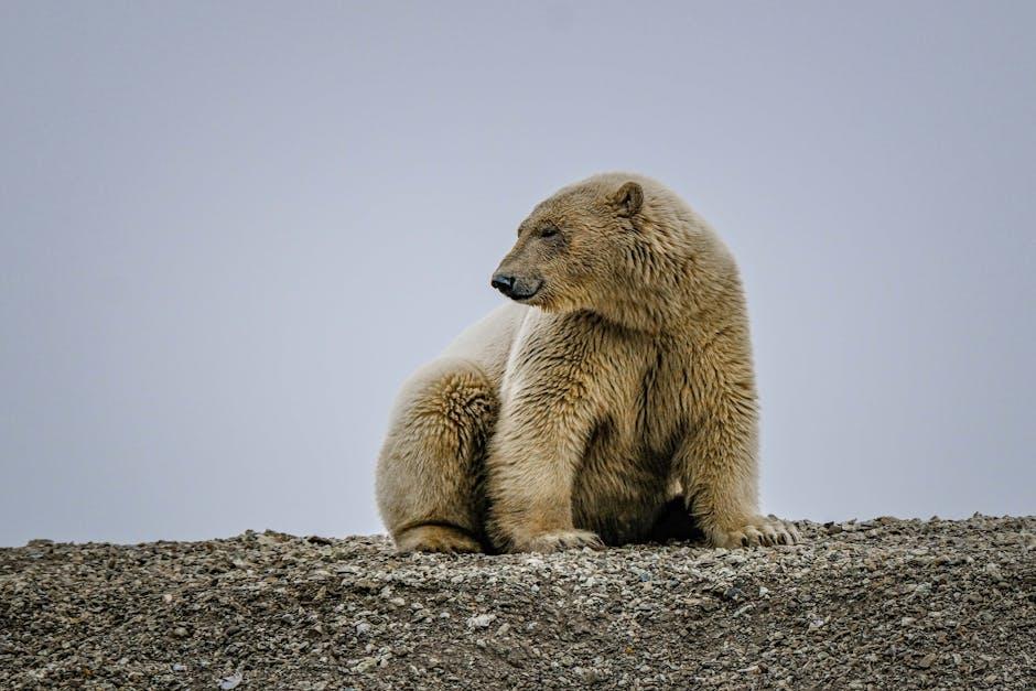 Tundra bear