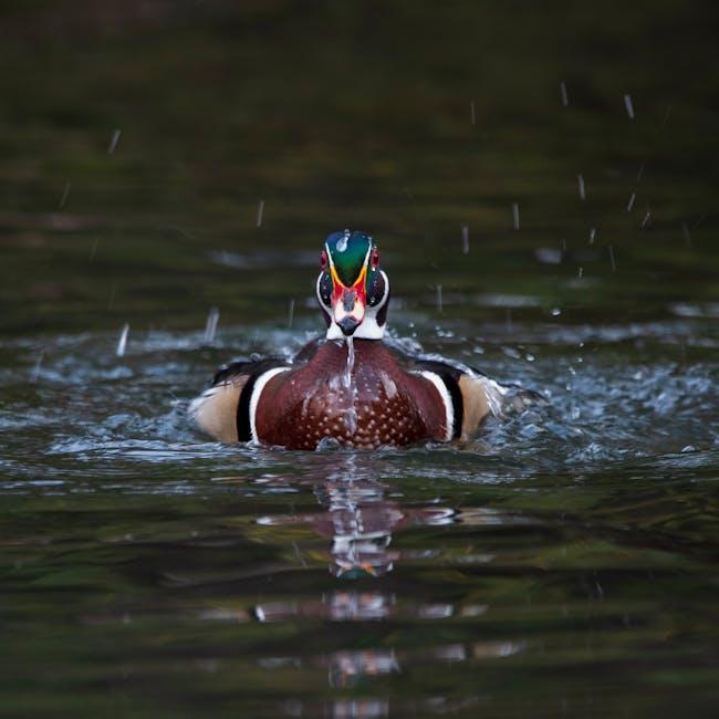 wood duck