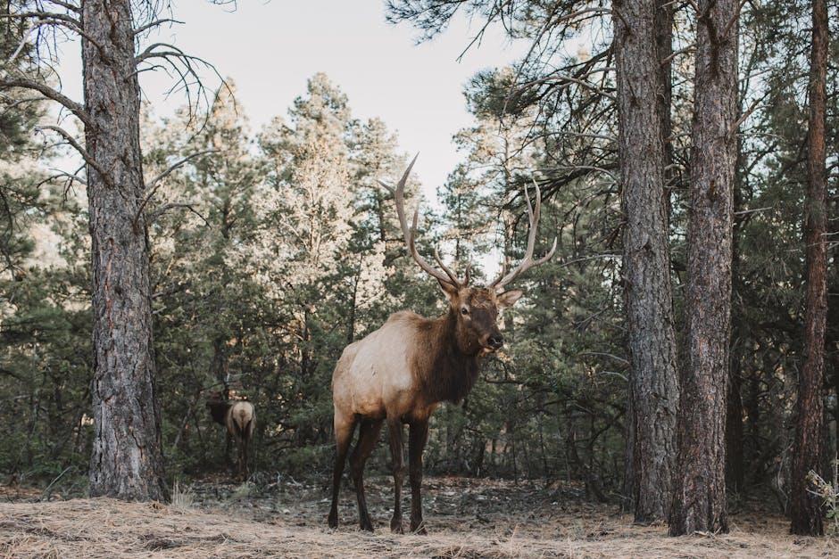 Elks