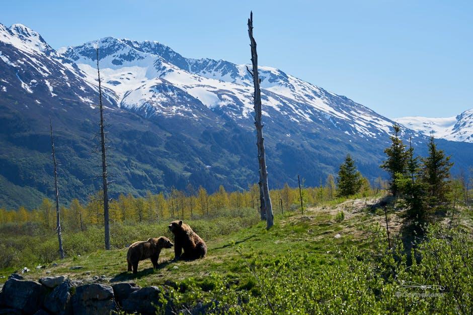 bears