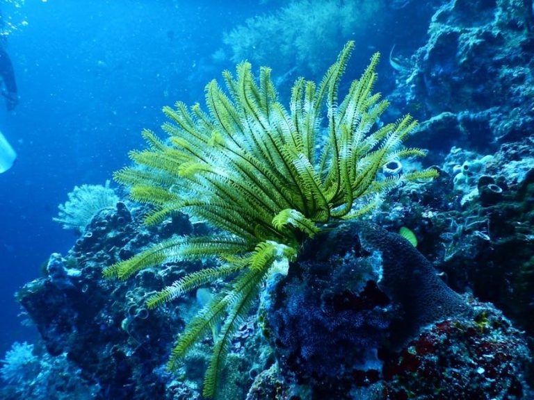 Saving Coral Reefs with Dental Tech – Scientific American