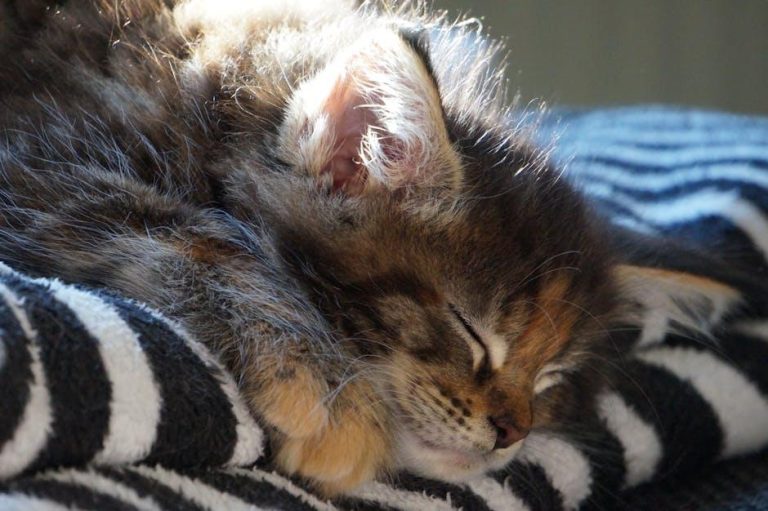 Prevalence of ear disease in cats undergoing cone beam computed tomography for dental procedures – Frontiers