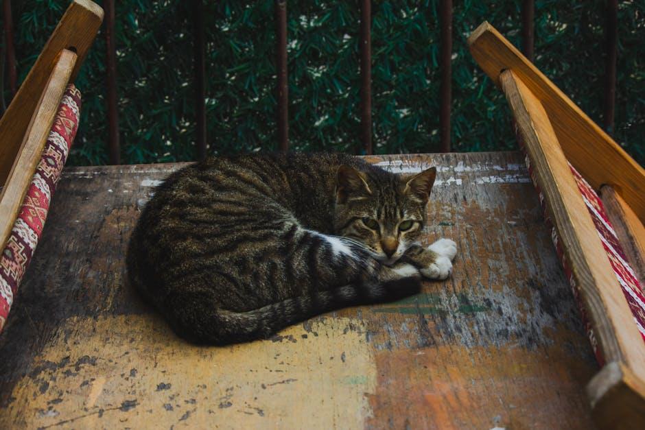 tabby cat