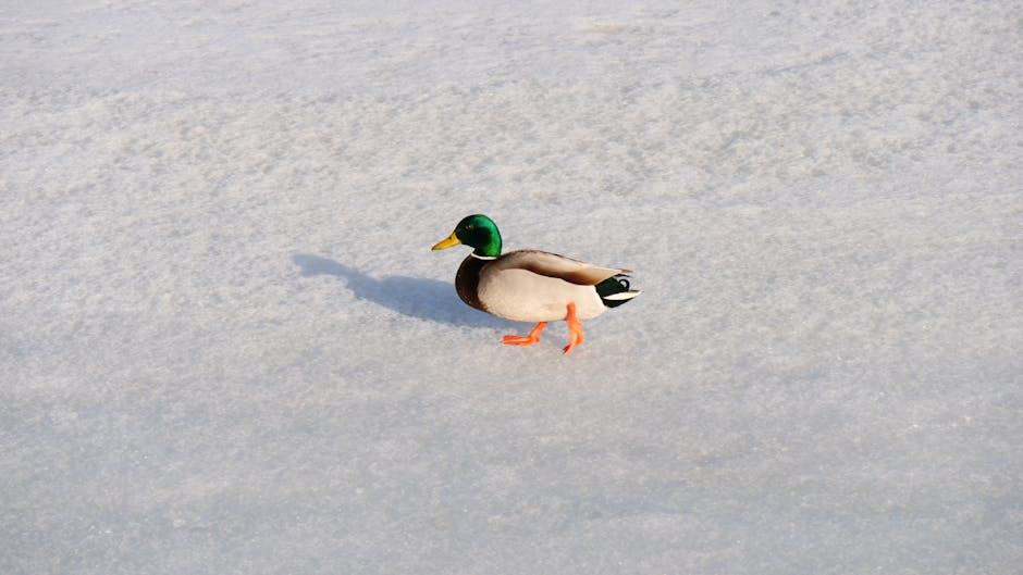 quack dentists
