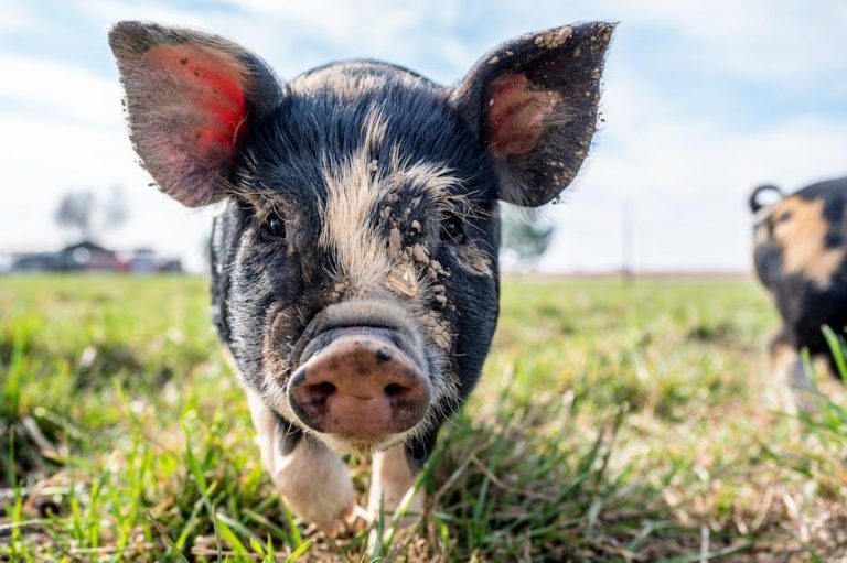 Humanlike “teeth” have been grown in mini pigs – MIT Technology Review