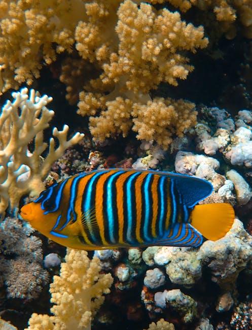 coral reefs
