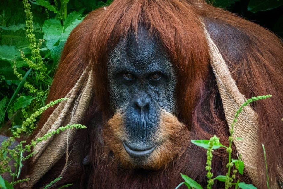 Chester Zoo