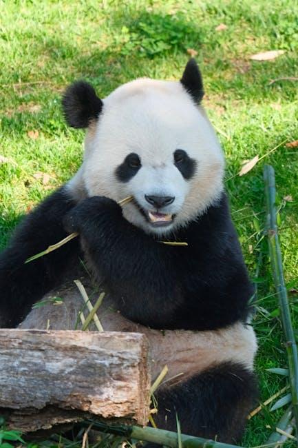 bear dentistry