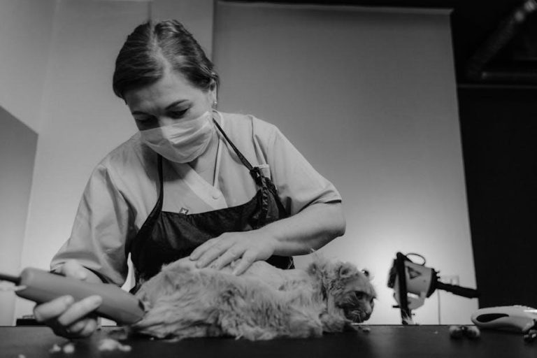 Tabby Cat’s Dental Work Leaves Him With ‘Lip Stuck in Braces’ Smirk – ParadePets