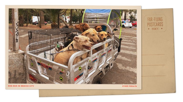 Mexico City bus takes dogs to school : NPR
