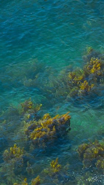 seaweed dental supplement
