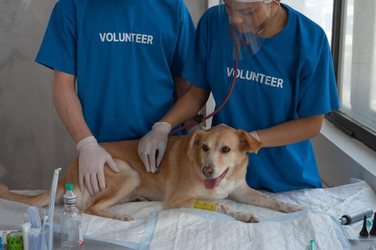 Vet Tech: AI-powered Canine & Feline Dental Charts on Co.Vet – MedicalExpo e-Magazine