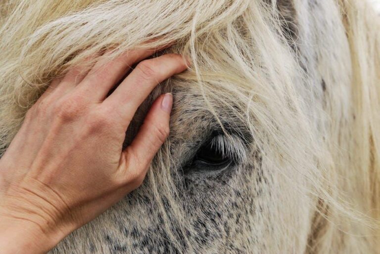 The Horse’s Mouth from an Equine Dental Technician – Horse Illustrated Magazine