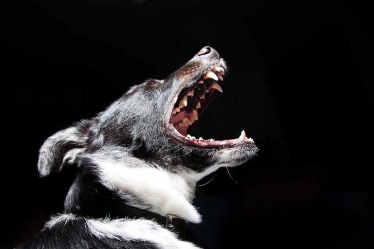 Vet Tech: AI-powered Canine & Feline Dental Charts on Co.Vet – MedicalExpo e-Magazine