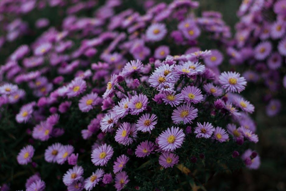 Aster Clinics