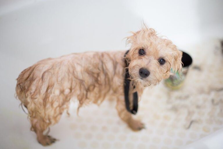 Comprehensive Pet Wellness: From Dog Grooming to Dental Care at a Local Animal Hospital – FinancialContent