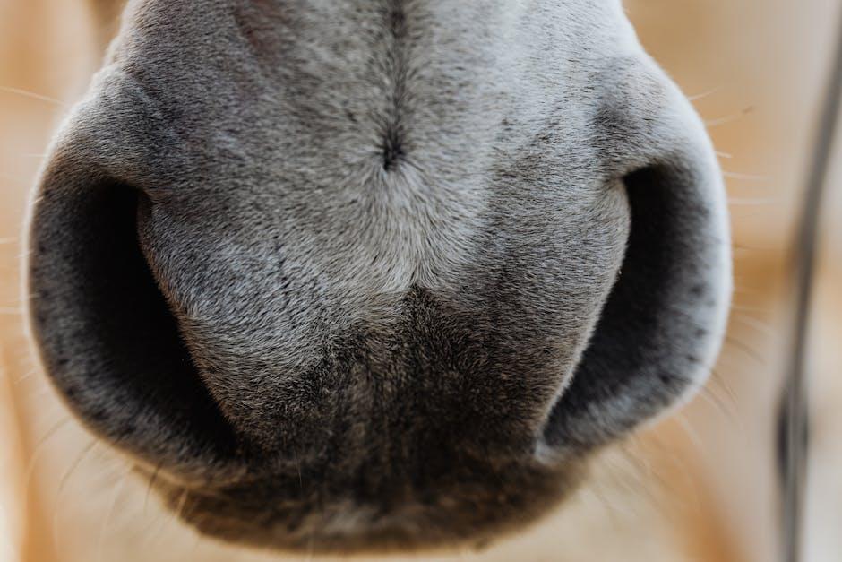 horse mouth
