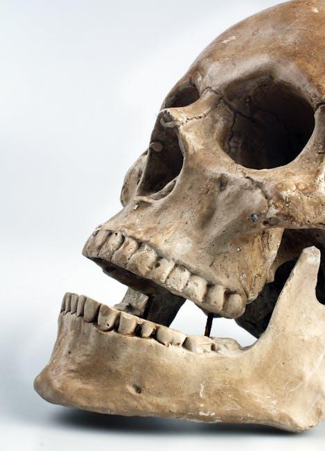 Dental bone graft