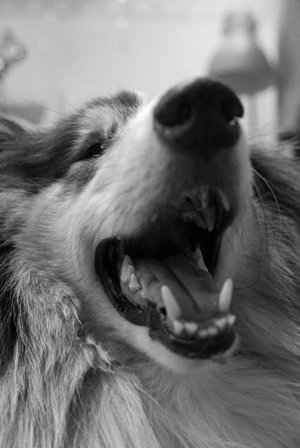 canine dental charts