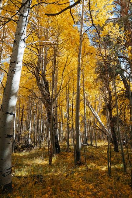 Aspen