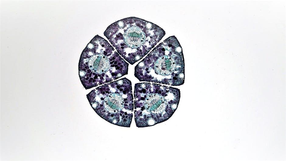 stem cells