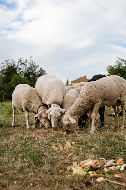 sheep’s wool