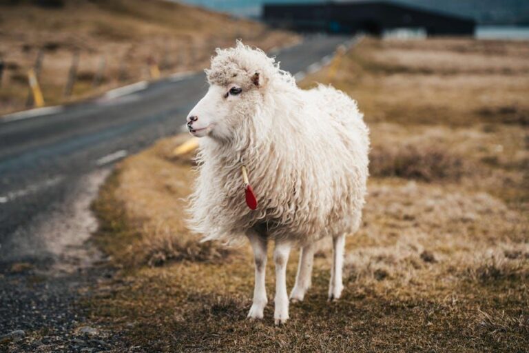 The potential key to upgrading toothpaste? Sheep’s wool and human hair. – The Washington Post