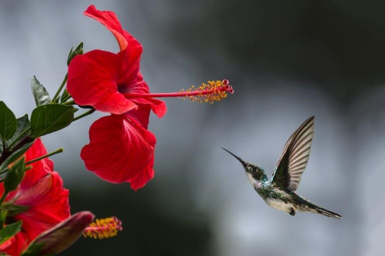A benchmark of quality with a host of benefits – Nature